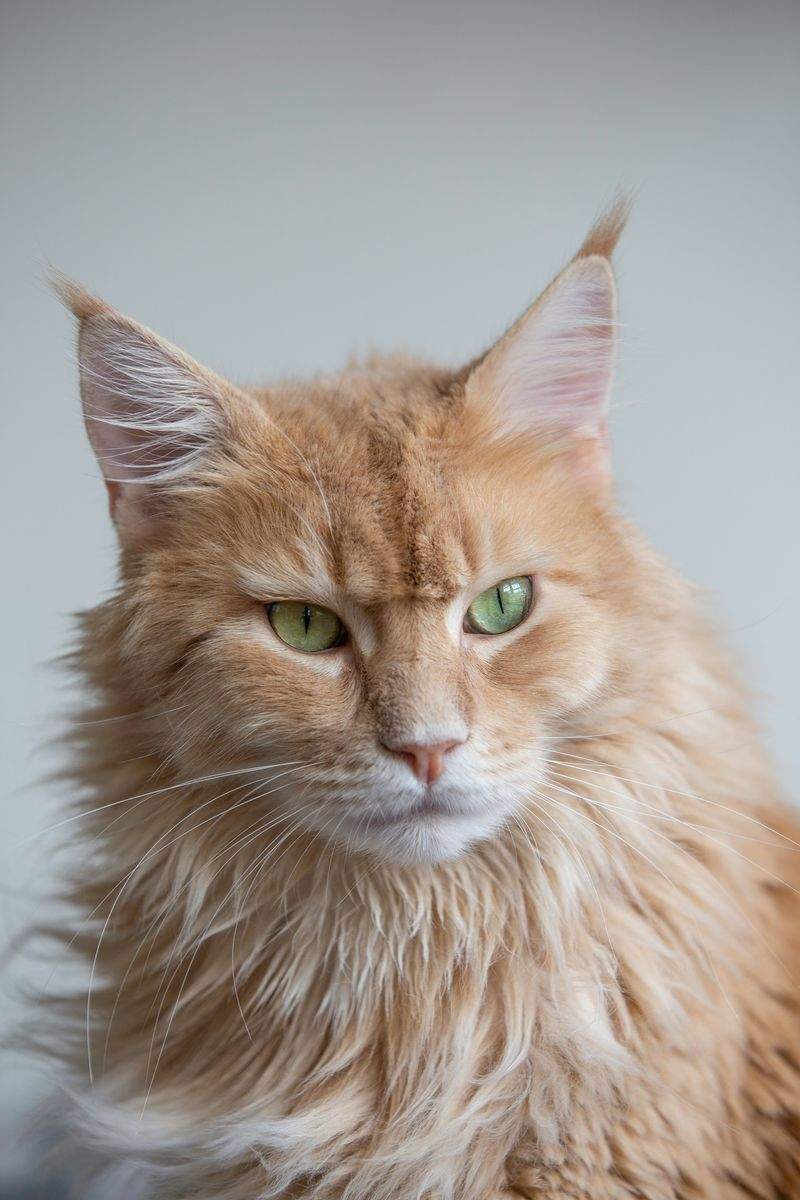 Spring Grooming Tips to Keep Your Pet Comfortable