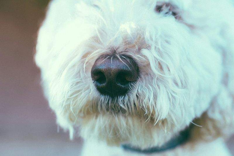 Maple Paws Pet Care 15