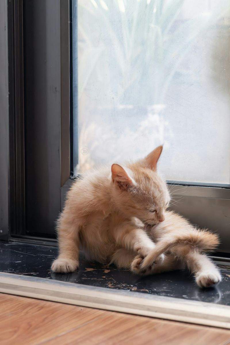 Maple Paws Pet Care 9